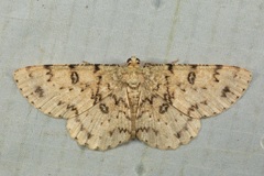 Ophthalmitis basiscripta