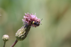 Philanthus gibbosus