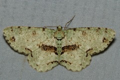 Ophthalmitis cordularioides