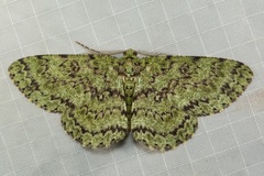 Ophthalmitis