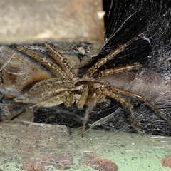 Allagelena gracilens