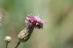 Philanthus gibbosus