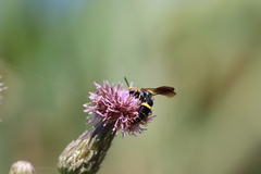 Philanthus gibbosus