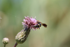 Philanthus gibbosus