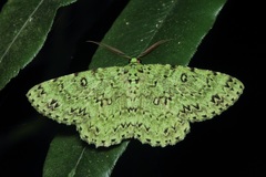 Ophthalmitis