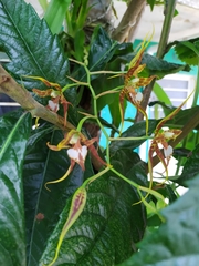 Rhynchostele cordata