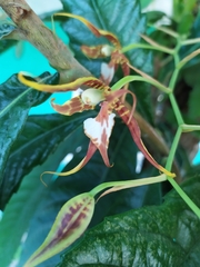 Rhynchostele cordata