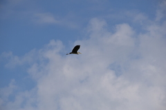 Ardea cinerea