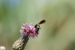 Philanthus gibbosus