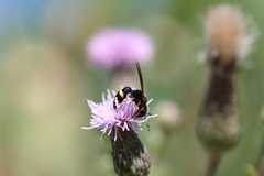 Philanthus gibbosus