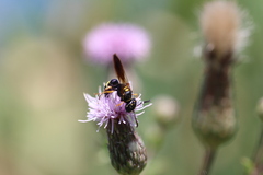 Philanthus gibbosus