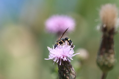Philanthus gibbosus