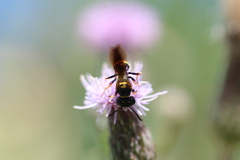 Philanthus gibbosus