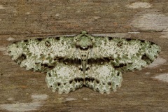 Ophthalmitis cordularioides