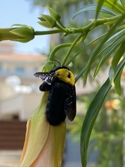 Xylocopa pubescens