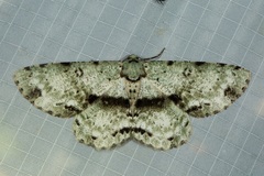 Ophthalmitis