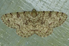 Ophthalmitis