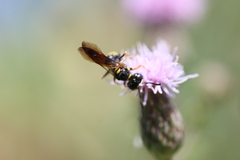 Philanthus gibbosus