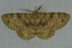 Ophthalmitis