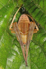 Acacesia hamata