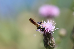 Philanthus gibbosus