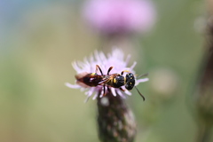 Philanthus gibbosus