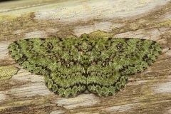 Ophthalmitis viridior