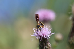Philanthus gibbosus
