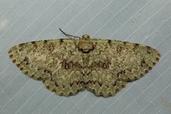 Ophthalmitis