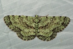 Ophthalmitis