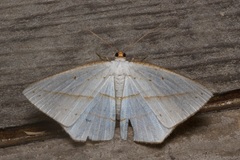 Orthocabera ocernaria