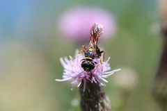 Philanthus gibbosus