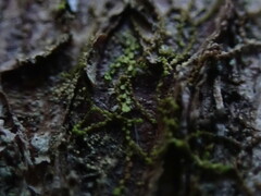 Frullania hattoriana