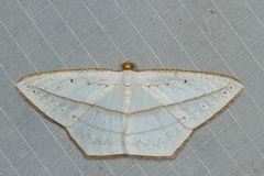 Orthocabera ocernaria