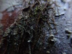 Frullania hattoriana