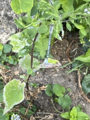 Enallagma doubledayi