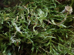 Plagiothecium piliferum