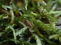 Plagiothecium piliferum