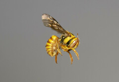 Saranthidium