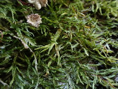 Plagiothecium piliferum