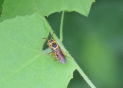 Saranthidium
