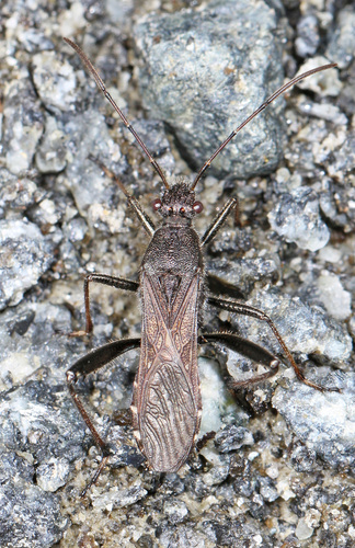 Alydus eurinus photo 5