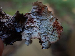 Platismatia norvegica