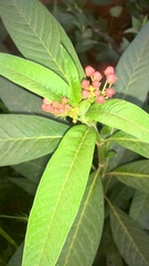 Asclepias curassavica