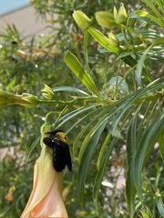 Xylocopa pubescens