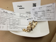 Amaropostia stiptica