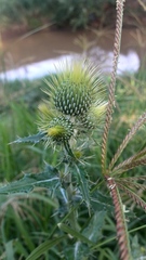Cirsium rhaphilepis