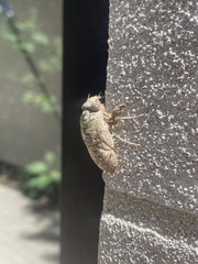 Neotibicen canicularis