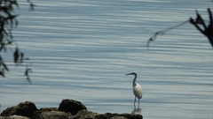 Egretta garzetta