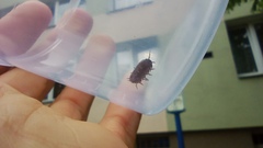 Armadillidium vulgare